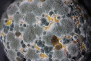 Close Up Shot of Mould Spores